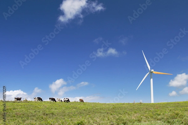 Obraz Cows grazing next to a wind turbine