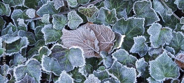 Obraz Laub mit Raureif