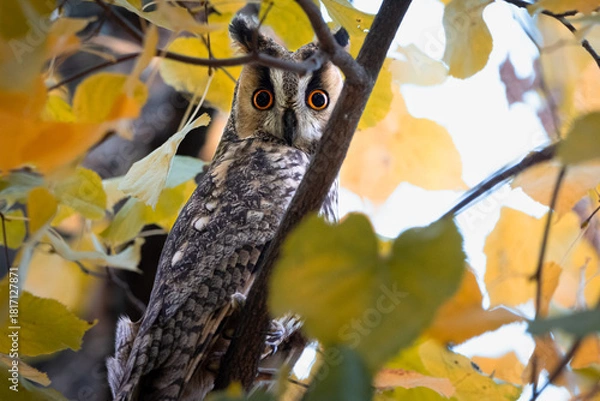 Obraz Long eared owl looking at camera