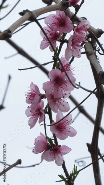 Fototapeta Flores flor 
