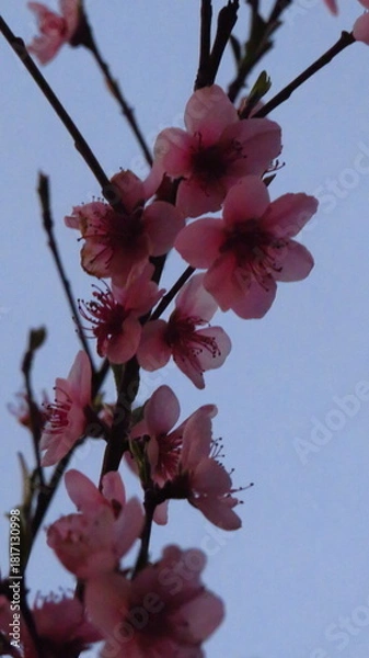 Obraz Flores atardecer