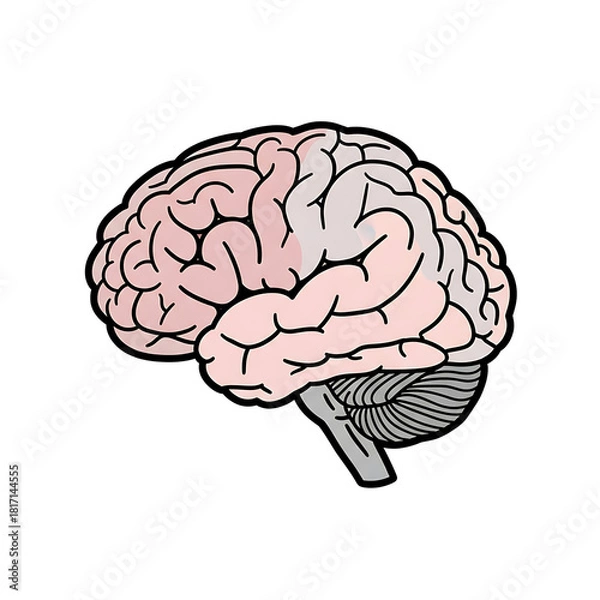 Fototapeta Brain illustration with detailed anatomical features and coloring  