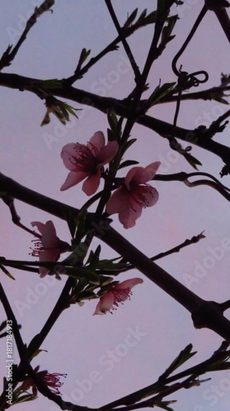 Obraz Flores atardecer