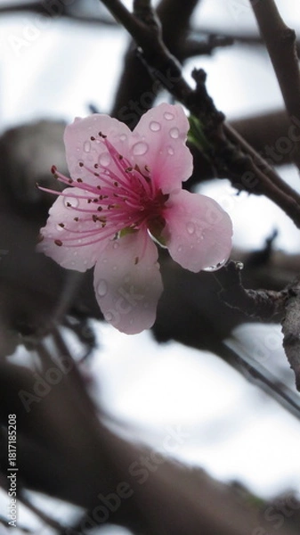 Obraz Flores durazno 4