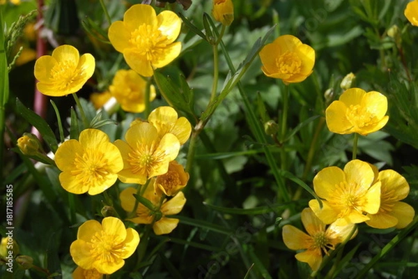 Fototapeta Beautiful bright shining flowers in a meadow on a sunny summer day.