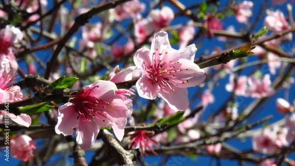 Obraz Flores durazno 