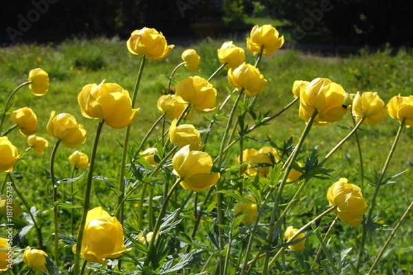 Fototapeta Beautiful bright shining flowers in a meadow on a sunny summer day.
