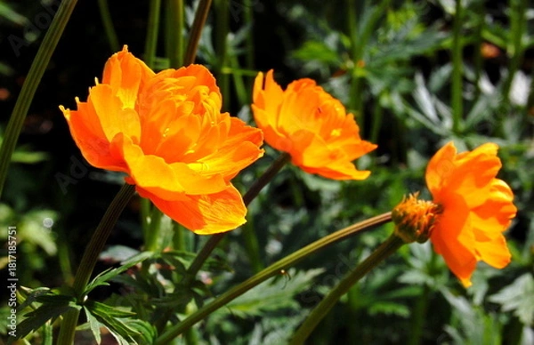 Fototapeta Beautiful bright shining flowers in a meadow on a sunny summer day.