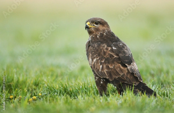 Obraz Common buzzard (Buteo buteo)