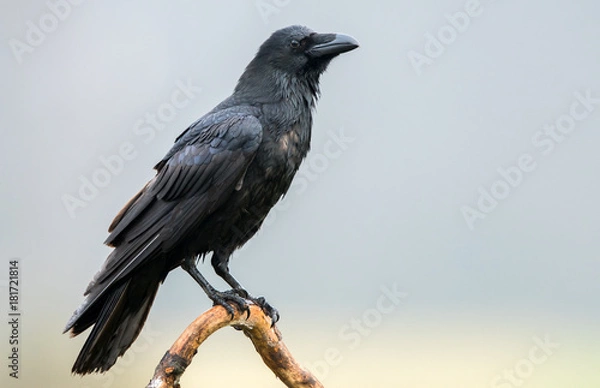 Obraz Kruk (Corvus corax)