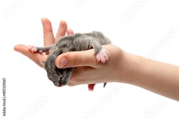 Obraz newborn kitten isolated on a white background. The hand holds the kitten.