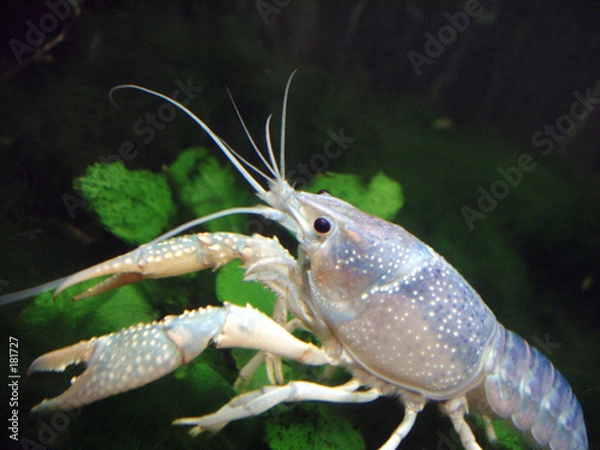 Fototapeta cryfish