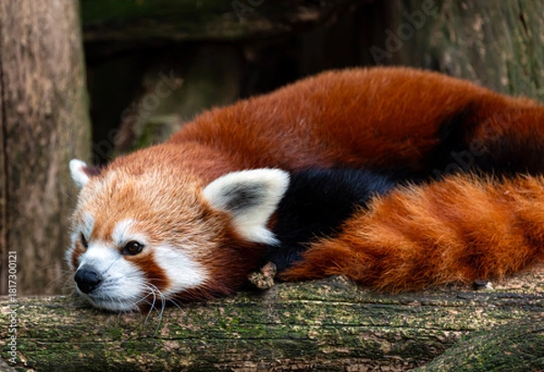 Obraz Red Panda Lying Down