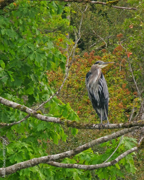 Obraz Blue Heron - Perched on a tree branch viewing the river shoreline below