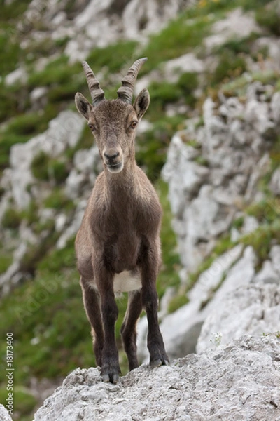 Fototapeta Alpine Ibex