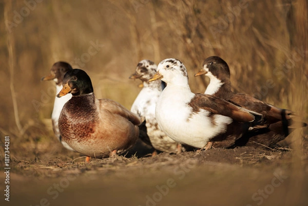 Obraz cute brown and white call ducks on a sunny day