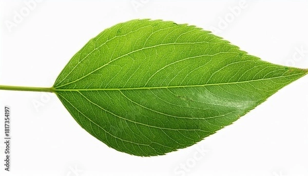 Fototapeta A Green Leaf With A Transparent Background