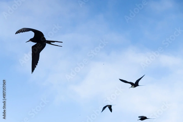 Obraz Frigatebirds flying against blue sky with clouds