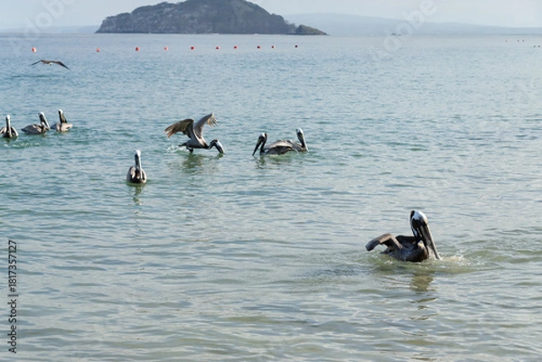Obraz Pelicans floating and flying near coastal buoys