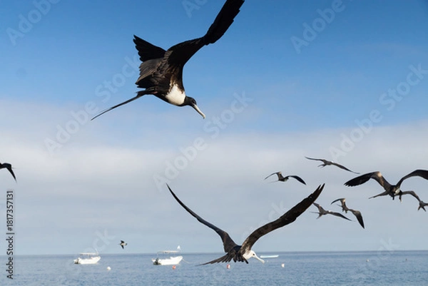 Fototapeta Frigatebirds flying over coastal bay with swimmers, sea bird concept