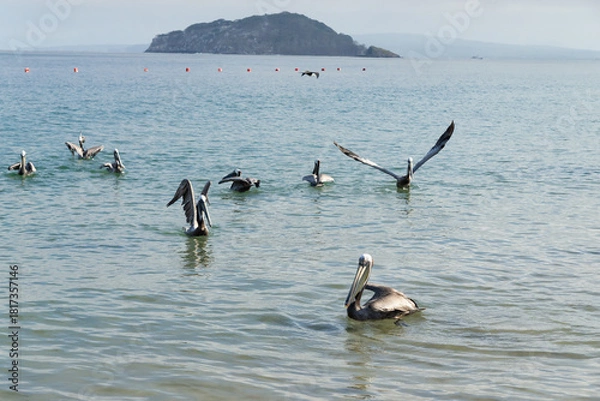 Obraz Pelicans floating and flying near coastal buoys