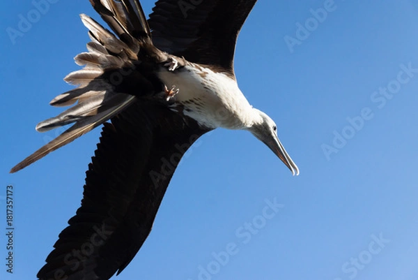 Fototapeta Frigatebird soaring with wings extended against blue sky