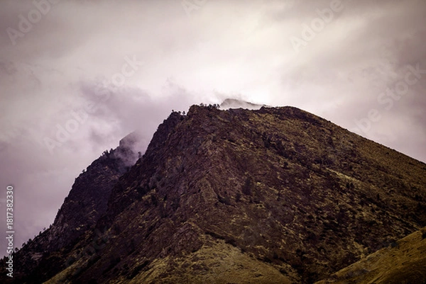 Fototapeta Yellowjacket, Evening