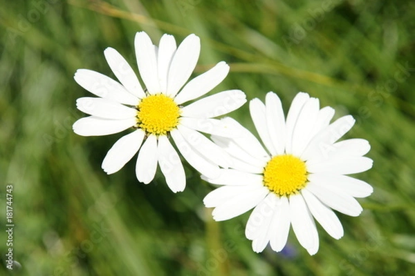 Fototapeta Frühlingsblume