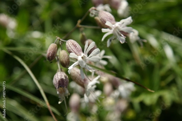 Fototapeta Blumenwiese