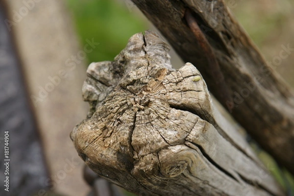 Fototapeta Der Stamm