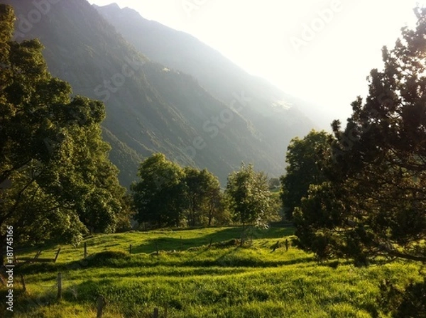Fototapeta Saftgrün