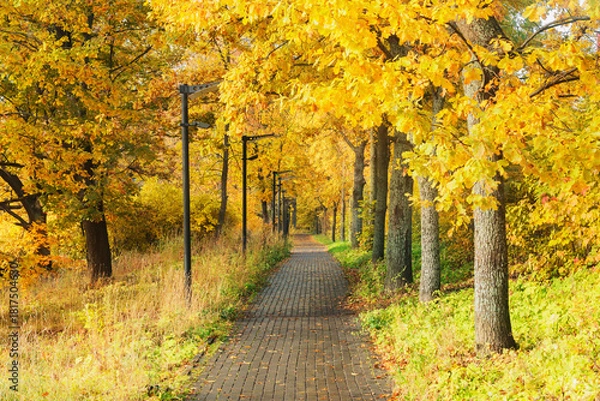 Obraz Trees by the path in the park.