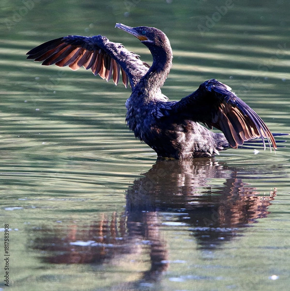 Fototapeta Cormorant 
