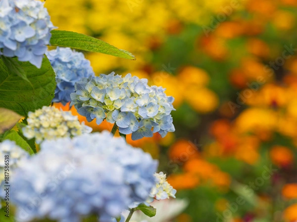 Obraz 函館の庭園美・アジサイの表情