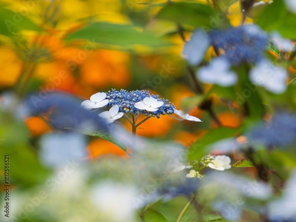 Obraz 函館の庭園美・アジサイの表情