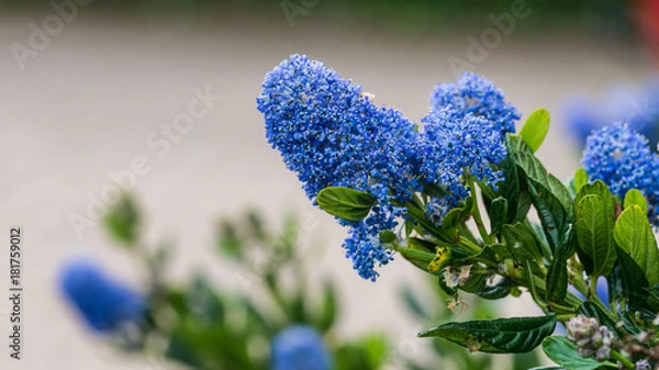 Obraz California Lilac