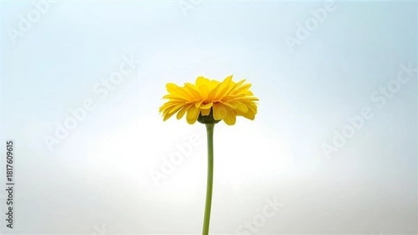 Fototapeta yellow daisy flower isolated on solid background
