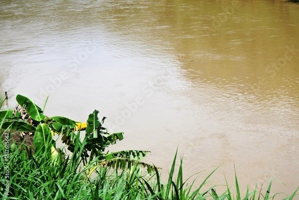 Obraz The banana plants or Musa that grow well on the riverbanks with elephant grass or Cenchrus purpureus plants growing around them and are usually used as animal feed such as for cows and goats