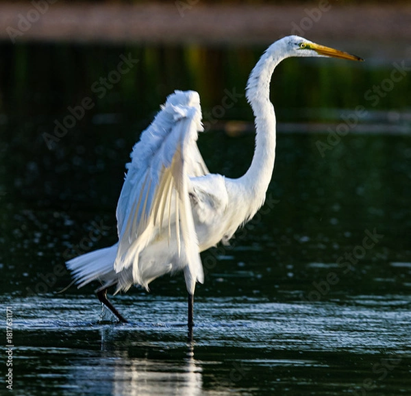 Fototapeta Great Egret 