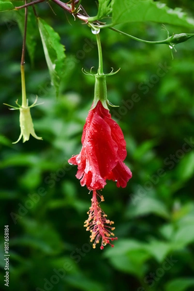 Fototapeta red hibiscus or bunga sepatu