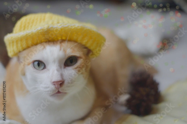 Fototapeta cat in a christmas hat
