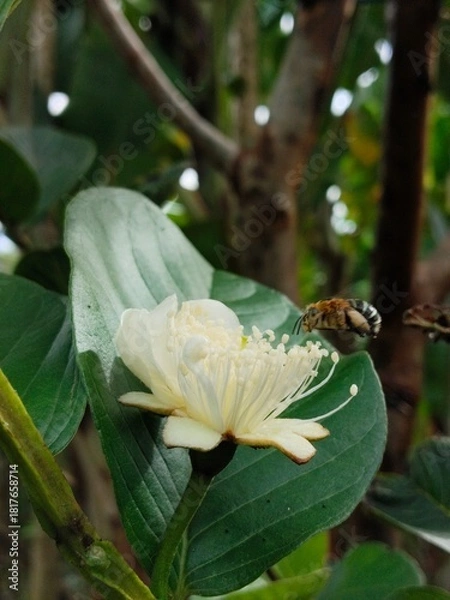 Fototapeta bee on a flower
