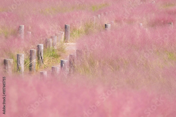 Fototapeta muhly grass