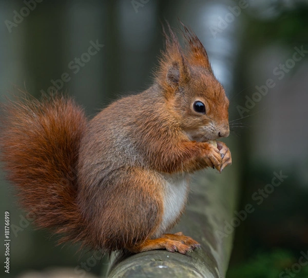 Obraz Red squirrels