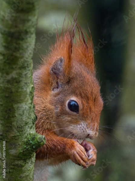 Obraz Red squirrels