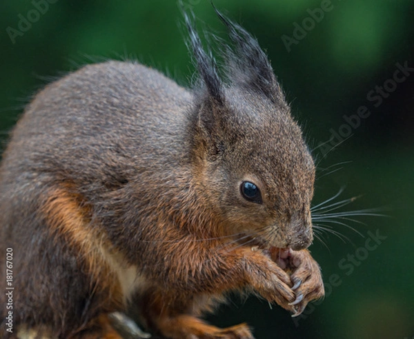 Obraz Red squirrels
