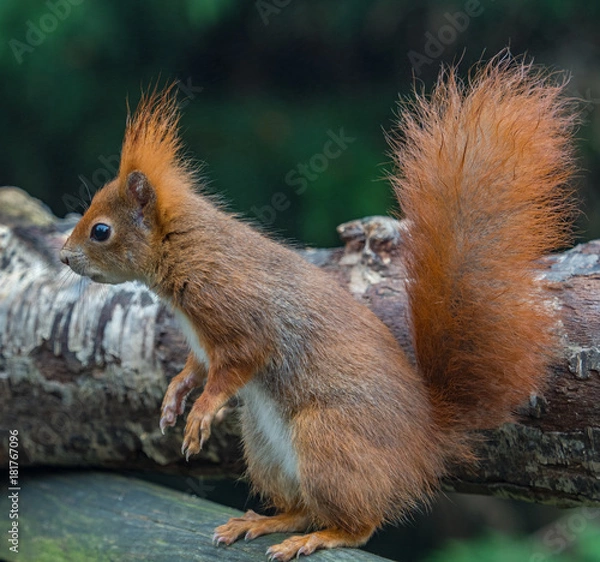 Obraz Red squirrels