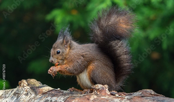 Obraz Red squirrels
