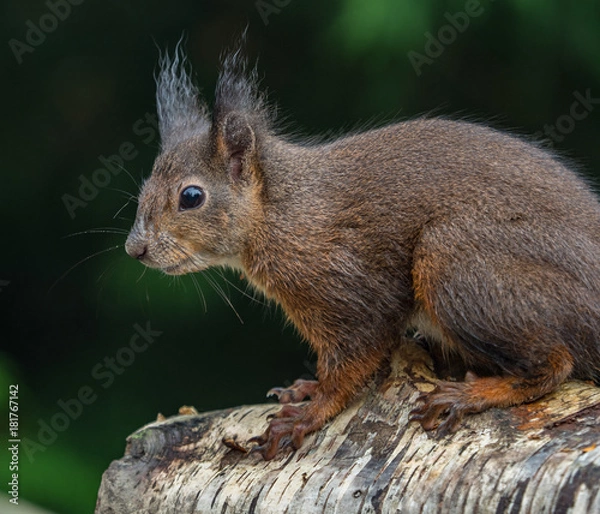 Obraz Red squirrels