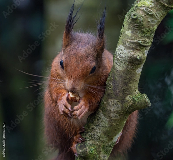 Obraz Red squirrel